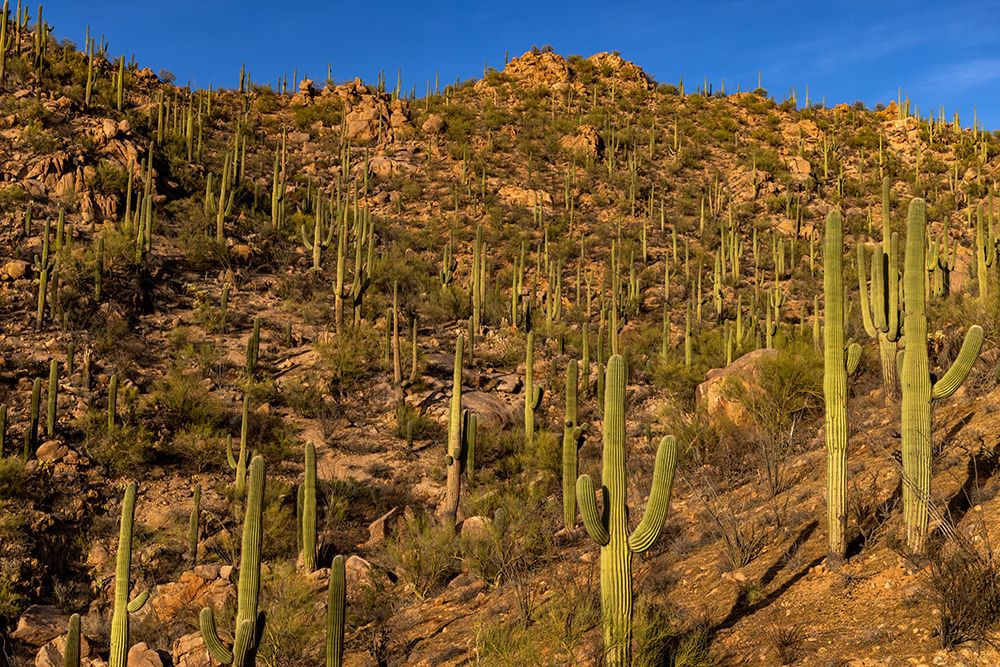 Saguaro Cactus along the Hugh Norris Trail in Saguaro National Park in Tucson-Arizona-USA art print by Chuck Haney for $57.95 CAD
